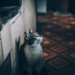 g0dd6b8b66cc88139a6f4582a46ccbef377cb321f71a8dcb2ae23cbb939265e6a8087ae8a2a5f64859272e91bb75c1c4eec649aee1ddb1439a7817422bb835a2c 1280